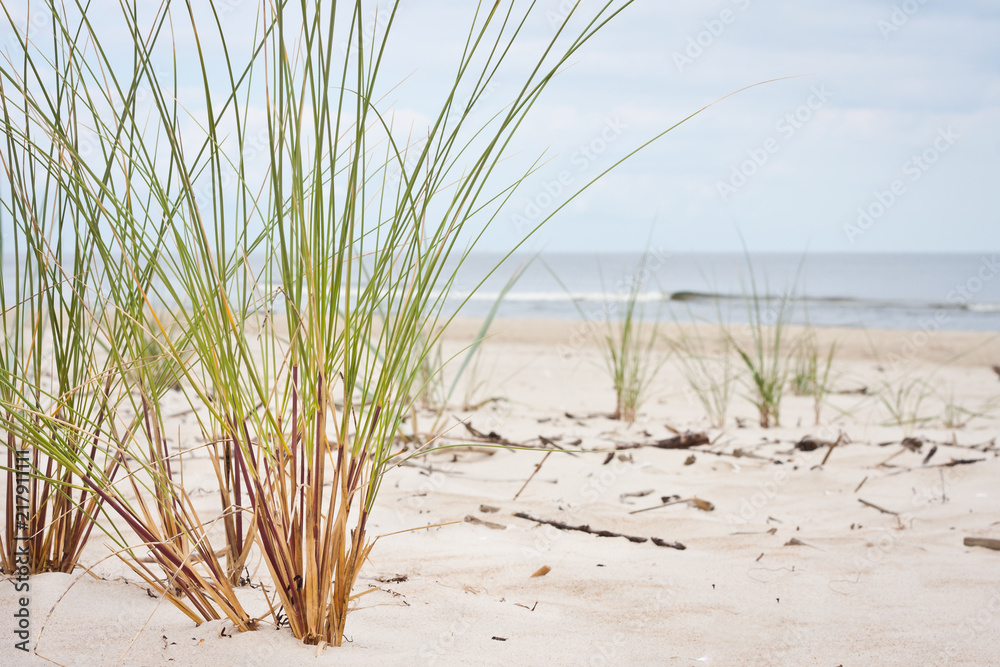 Obraz premium Plaża i nadmorska trawa