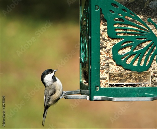 A naughty tiny black capped chickadee bird (Poecile atricapillus) perching on the green suet feeder, on blurry garden background, Summer in GA USA.