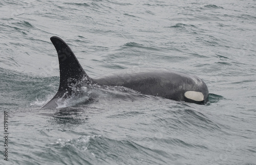 Closeup of Baby Orca, Icy Strait, Alaska