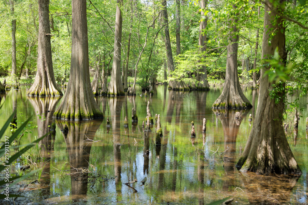 Massive Bald Cypress Trees with reflection on marsh