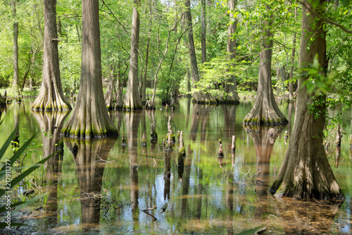 Massive Bald Cypress Trees with reflection on marsh photo