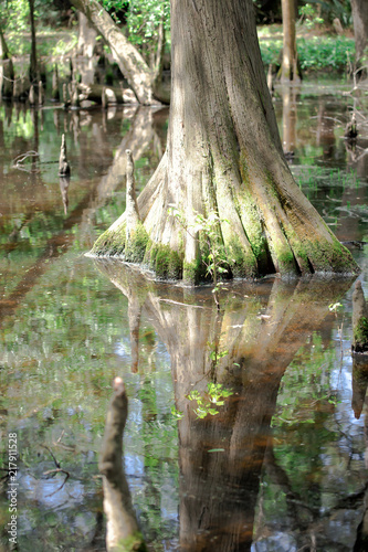 Massive Bald Cypress Trees with reflection on marsh