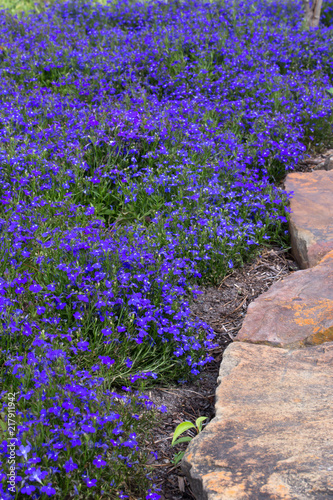 Bed of tiny Blue flowers along rock border