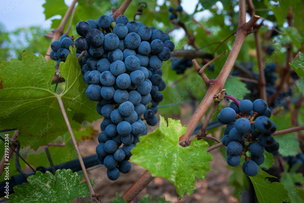 Bolgheri, Tuscany, Italy - Processing of the vineyards