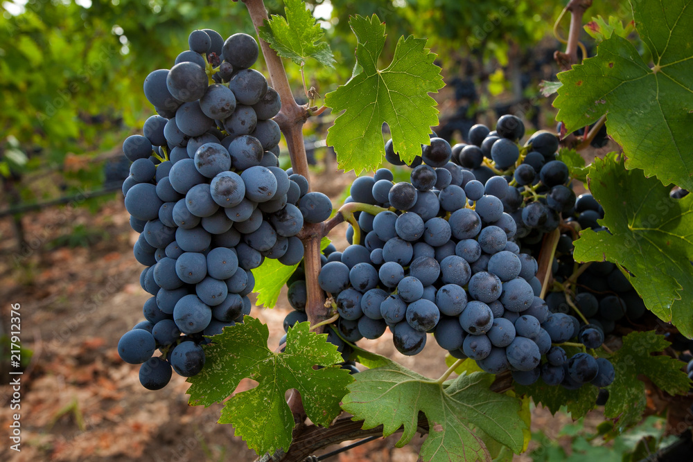 Fototapeta premium Bolgheri, Tuscany, Italy - Processing of the vineyards