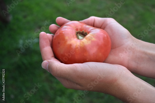 holding a red tomato on a green background