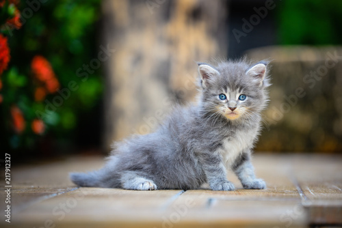 Close up a playful blue ticked Maincoon kitten on a wooden floor background by red flower and green plant. Gray cat outdoor in evening time.