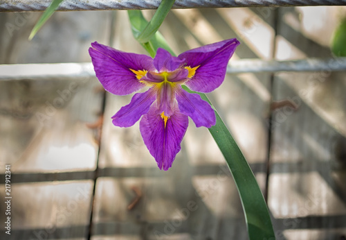 Large purple Bearded Iris Iris germanica flower