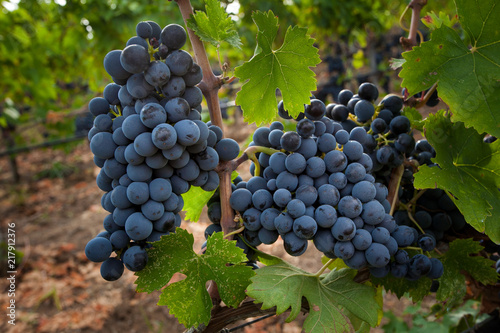 Bolgheri, Tuscany, Italy - Processing of the vineyards