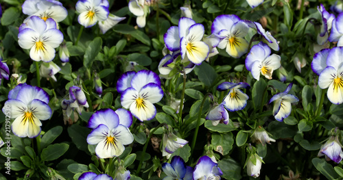 close up view of white and purple pansies