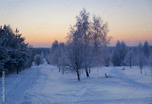 Winter nature, snowy trees on sunset