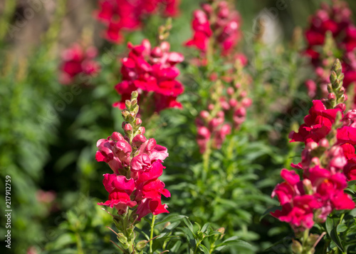 close up view of red snapdragon flowers