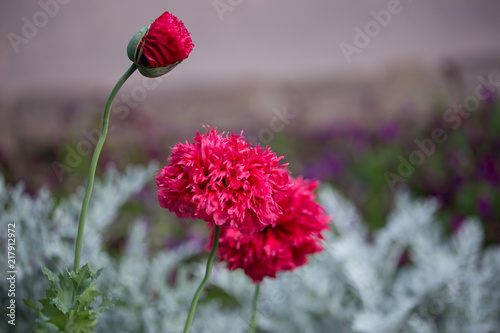 close up view of red dahlia in bloom
