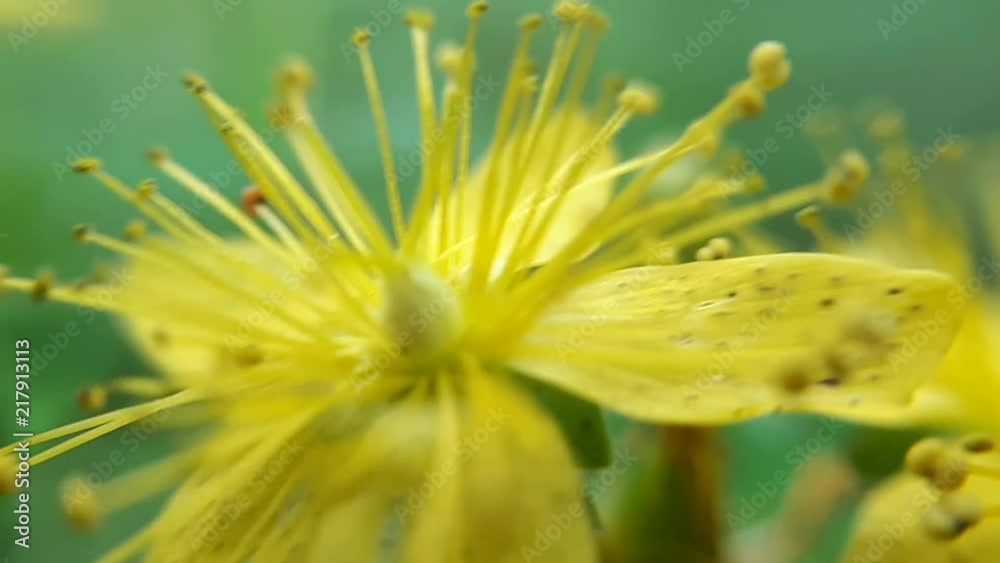 Closeup of yellow small wildflowers in the forest Closeup of yellow small wildflowers in the forest