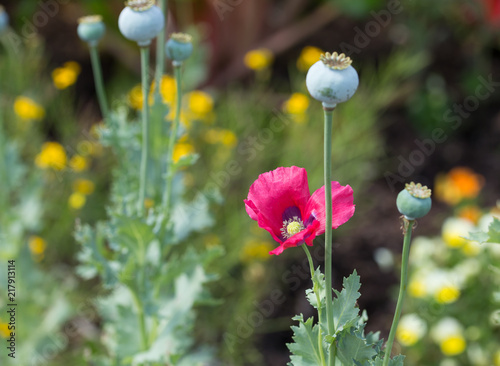 Pink Poppy in bloom with green background