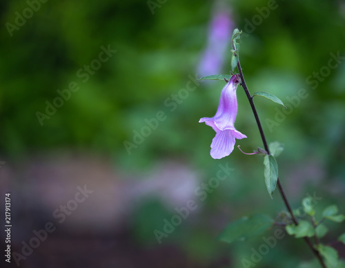 single close up of wild purple Fox glove