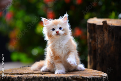 Close up a playful red silver ticked Maincoon kitten on a wooden floor background by wooden stuff in evening time.