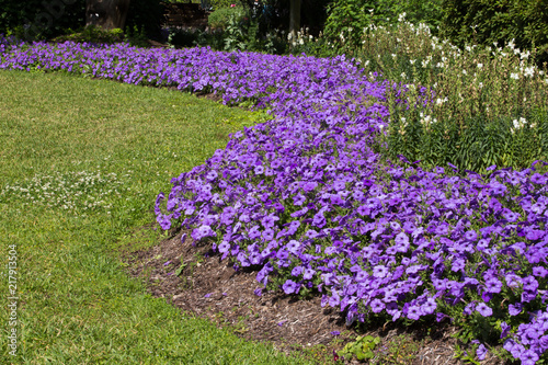 Beautiful blue and purple pansies in garden. Spring flowers.