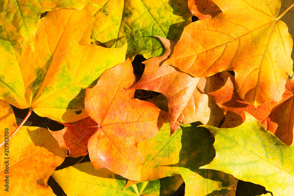 Autumn yellow maple leaves texture background