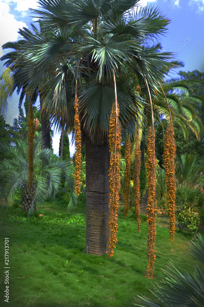 Botanical garden Marimurtra. Blanes. Spain. Costa Brava. Beautiful view. Botanical garden Marimurtra. Blanes. Spain. Costa Brava. Beautiful view.