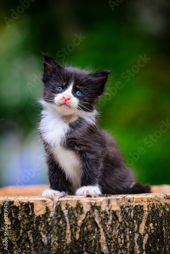 An adorable small black and white kitten sitting and looking up on a wooden floor back ground by green garden in daytime lighting. Blue eyes cat. Cutie cat in a park.