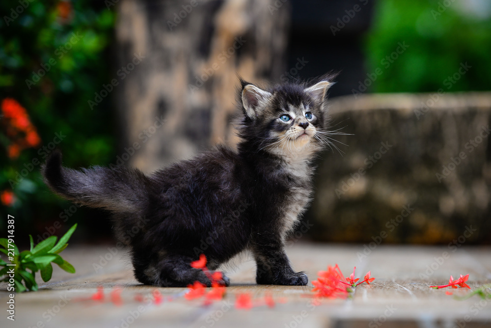 Close up a playful black ticked Maincoon kitten playing a toy on a wooden floor background by red flower and green plant. Brown ticked cat outdoor in evening time. Close up a playful black ticked Maincoon kitten playing a toy on a wooden floor background by red flower and green plant. Brown ticked cat outdoor in evening time.