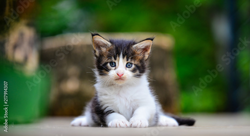Close up of an adorable small black and white kitten sitting on a wooden floor back ground by green garden in daytime lighting. Blue eyes cat. Cutie cat outdoor park.