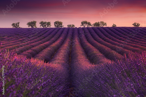 Coucher de soleil typique sur un paysage de perspective de champ de lavande en Provence.