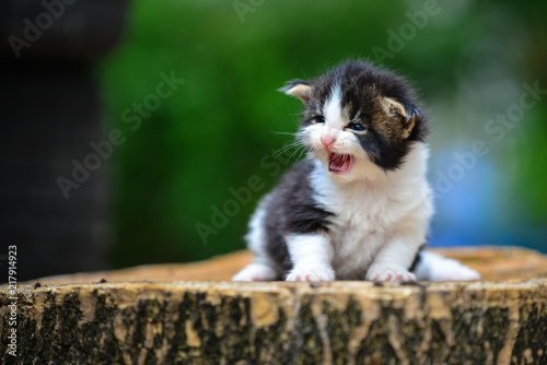 Close up of an adorable small black and white kitten sitting on a wooden floor back ground by green garden in daytime lighting. Blue eyes cat. Cutie cat outdoor park.
