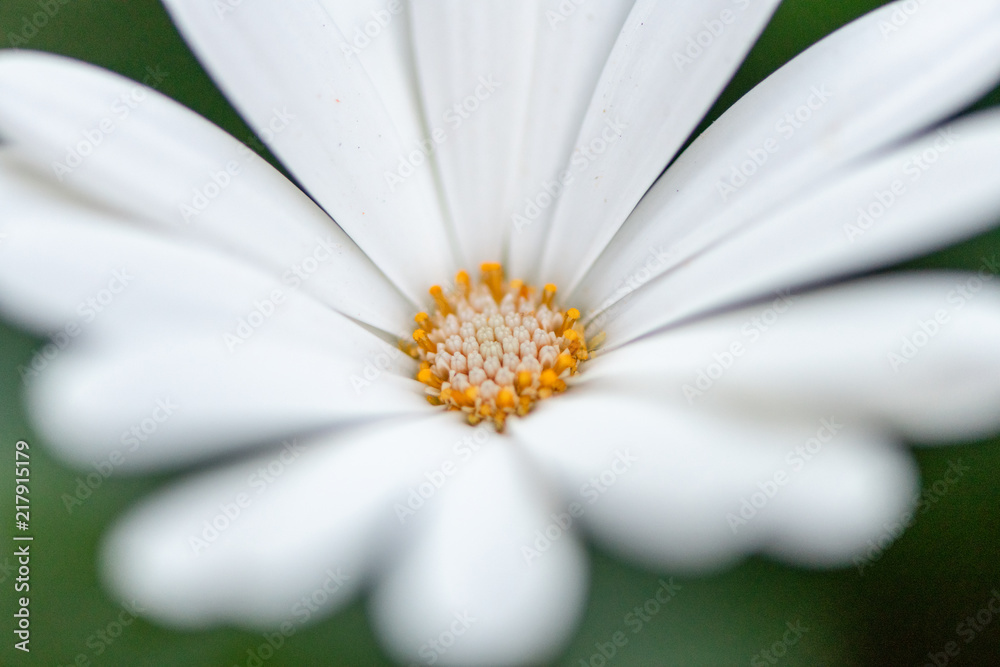 Obraz premium Daisy Flower Macro