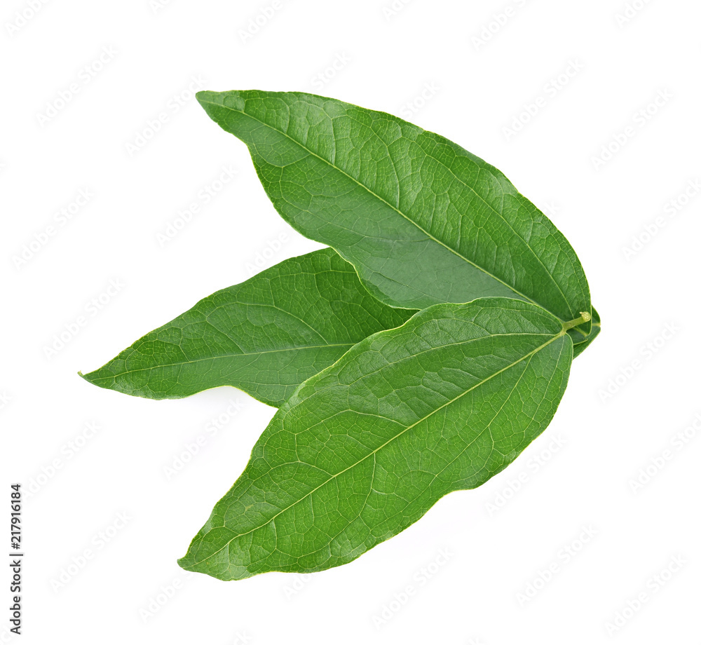 Top view of Yanang leaf isolated on white background Top view of Yanang leaf isolated on white background