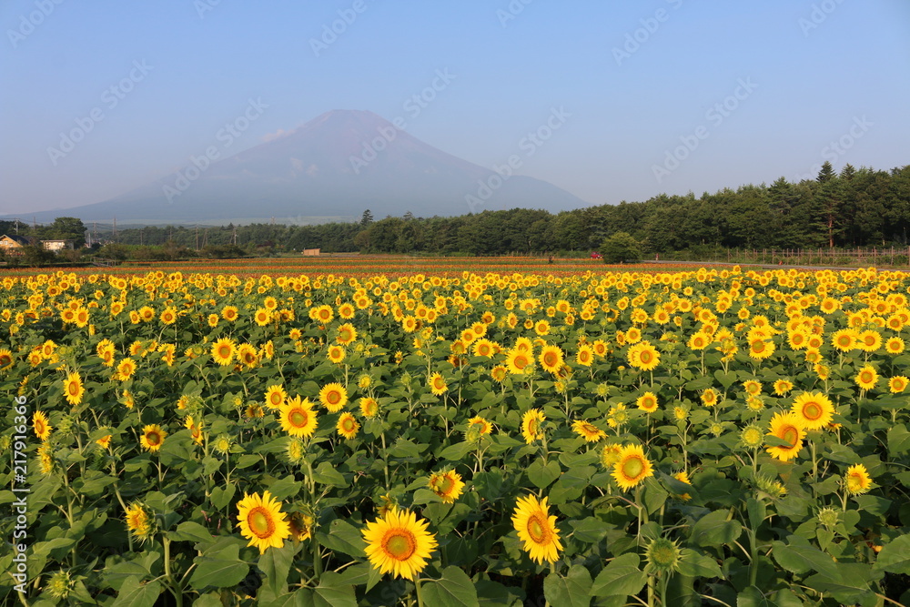 夏の富士山とひまわり