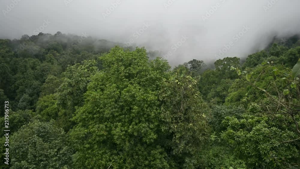 Tropical forest during monsoon rain season Tropical forest during monsoon rain season