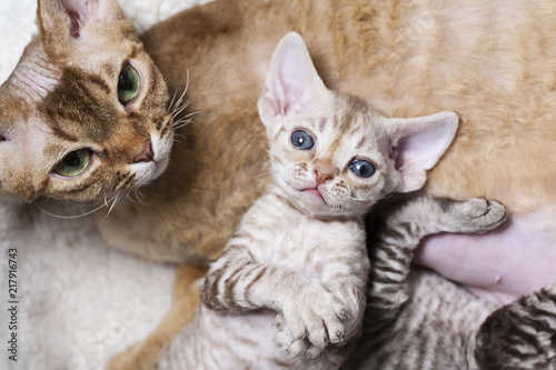 Devon Rex Mom and Kitten photo