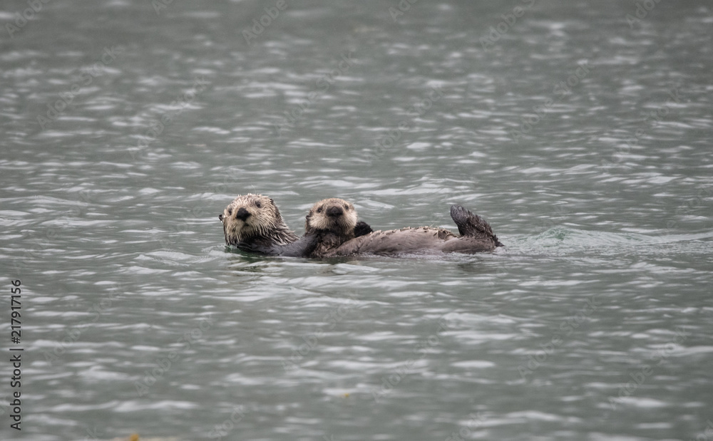 Fototapeta premium Sea Otter, Dundas Bay