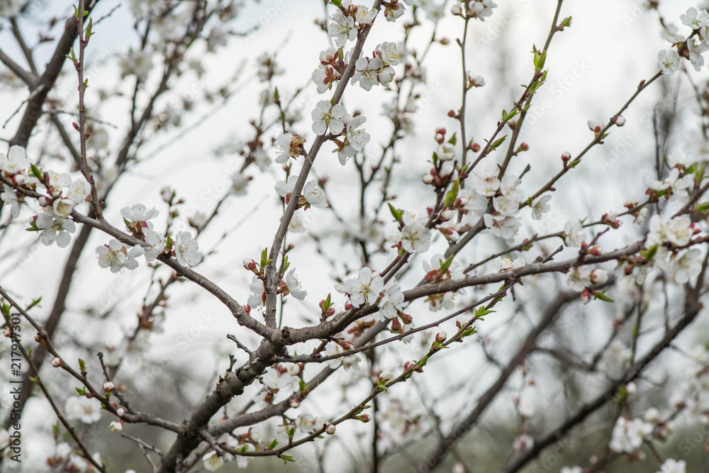 Apple blossom flowers in spring, blooming on young tree branch.