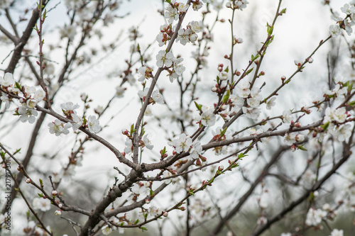 Apple blossom flowers in spring, blooming on young tree branch.