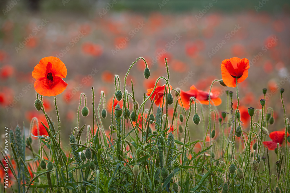 Obraz premium poppy field at sunset