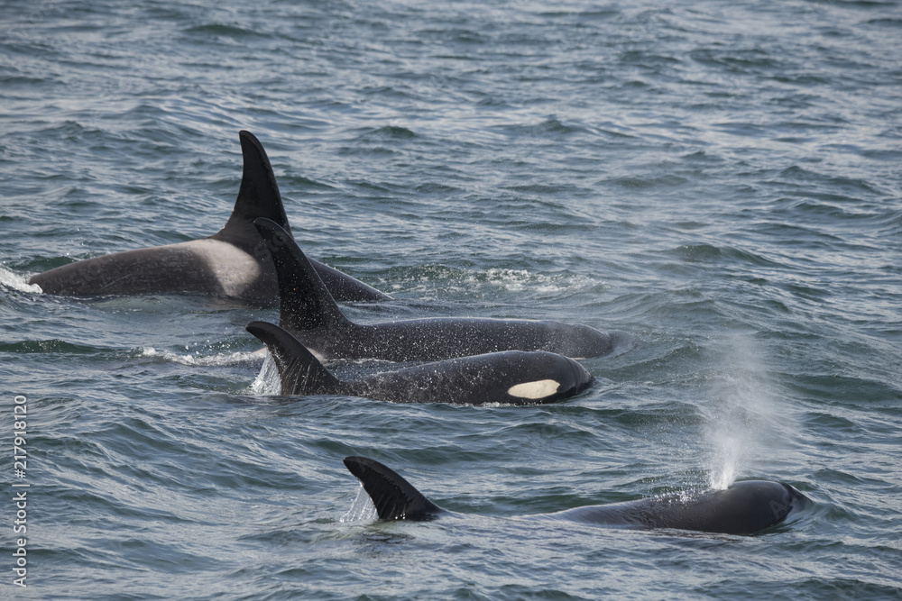 Naklejka premium Rodzina Orca, Icy Strait, Alaska