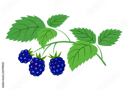 Blackberry branch with berries vector illustration. Ripe blackberries with leaves on the branch, isolated on white.
