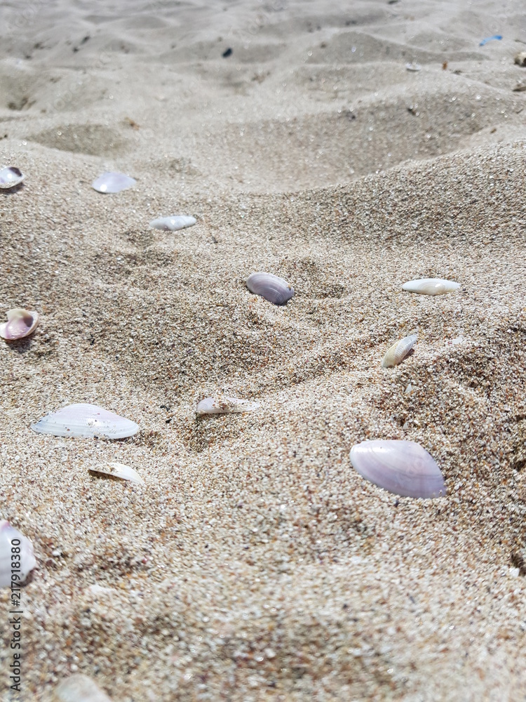 seashells on white sand on a sunny day seashells on white sand on a sunny day