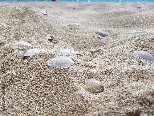 seashells on white sand on a sunny day