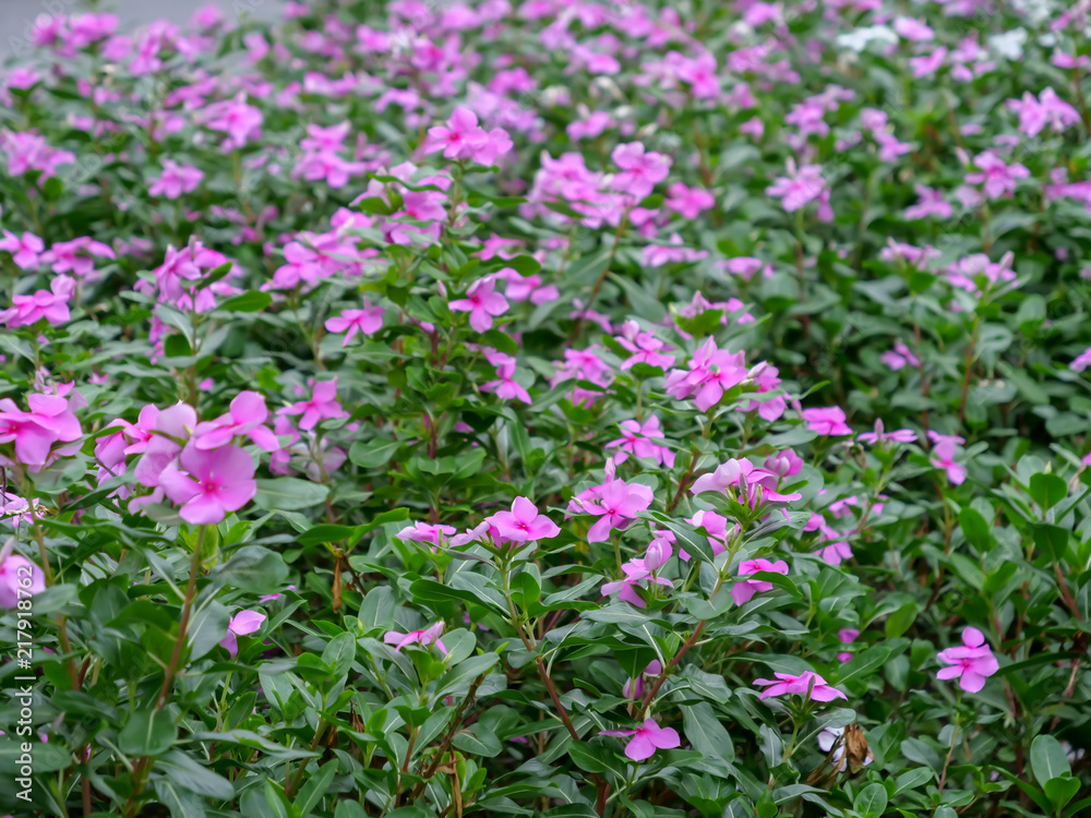Pink flowers and green leaves on background