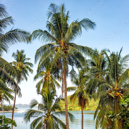 Palm tree with coconuts against the blue sky on a sandy beach in the Philippines  El Nido