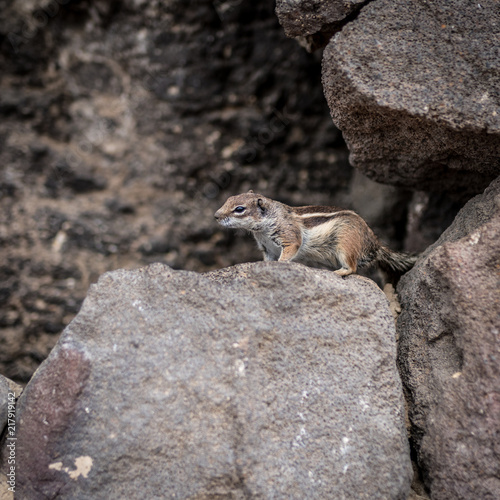 chipmunk on a rock