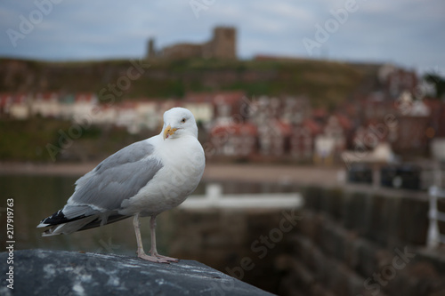 sea gull at whitby harbour with st marys church in the background