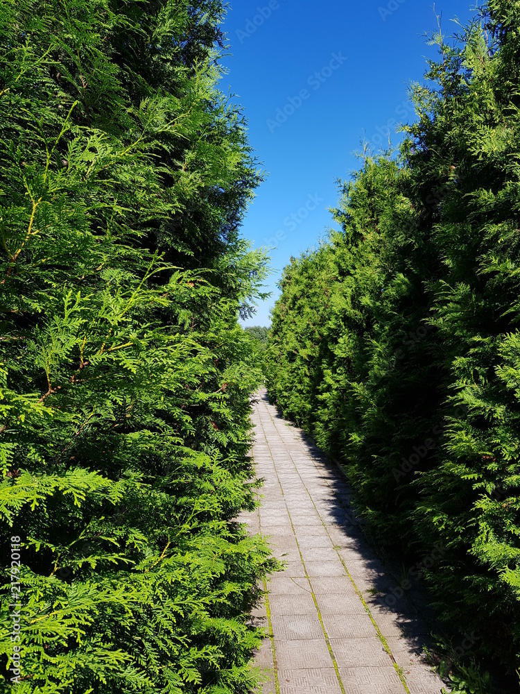 Fototapeta premium coniferous green cypress twigs