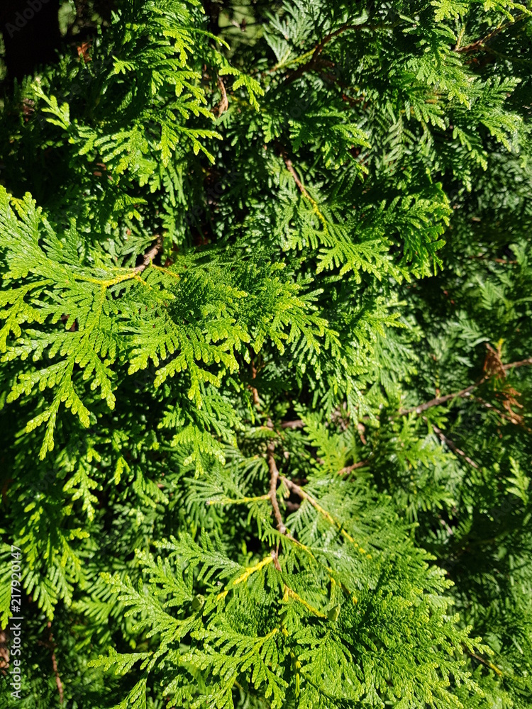 coniferous green cypress twigs