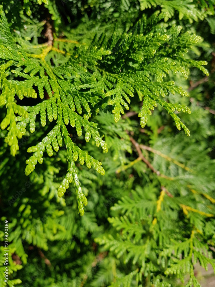 coniferous green cypress twigs