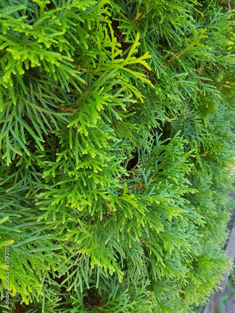 Fototapeta premium coniferous green cypress twigs
